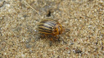 Tradiční bramborák s kyselým okurkem