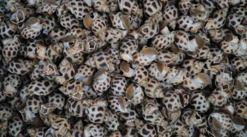 Zapečená aubergine se sójovým jogurtem