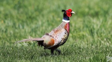 Slepice vínem a houbami