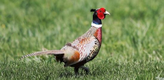 Slepice vínem a houbami