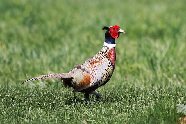 Slepice vínem a houbami