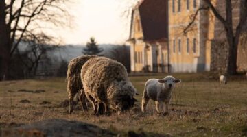 Jehněčí kari s rýží a hráškem
