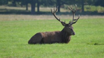 Kančí ragú s červeným vínem