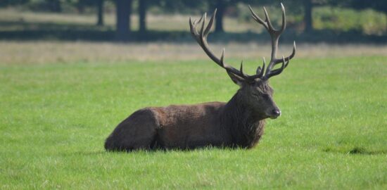 Kančí ragú s červeným vínem