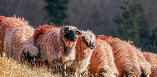 Jehněčí kofta kořeněná rýže