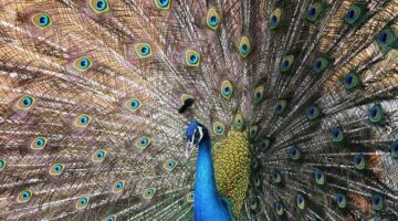 Indický guláš s červenou čočkou