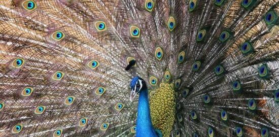 Indický guláš s červenou čočkou