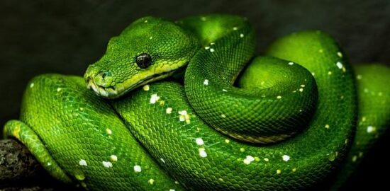 Zelený kari kokosový krém