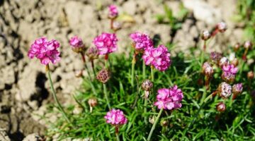 Kubba – irácký masový croquette