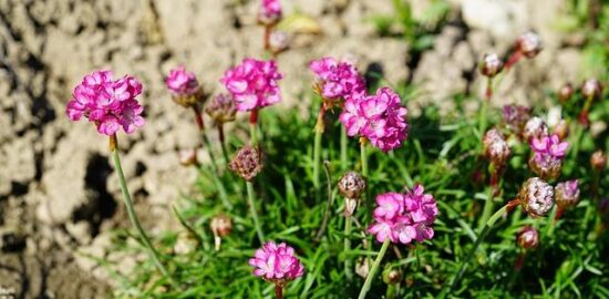 Kubba – irácký masový croquette