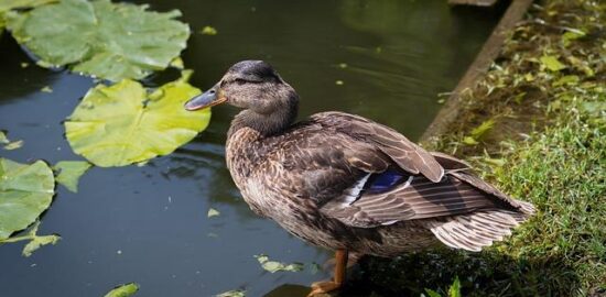 Kachna s červeným zelím revisited