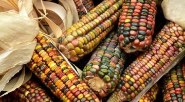 Kukuřičná polévka s kokosem