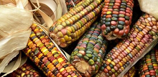 Kukuřičná polévka s kokosem