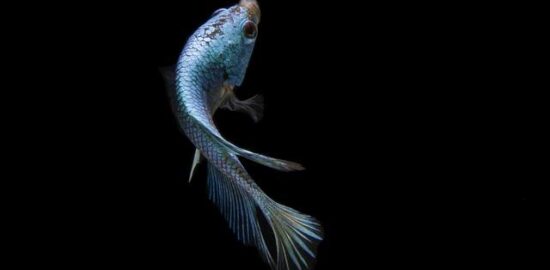 Ryba s bylinkovou omáčkou