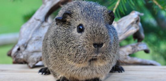 Krémová cibulová polévka s tymiánem