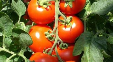 Rajský salát s kimchi a tofu