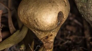 Houbový krém s křupavou cibulkou