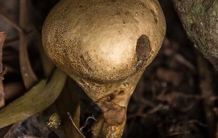 Houbový krém s křupavou cibulkou