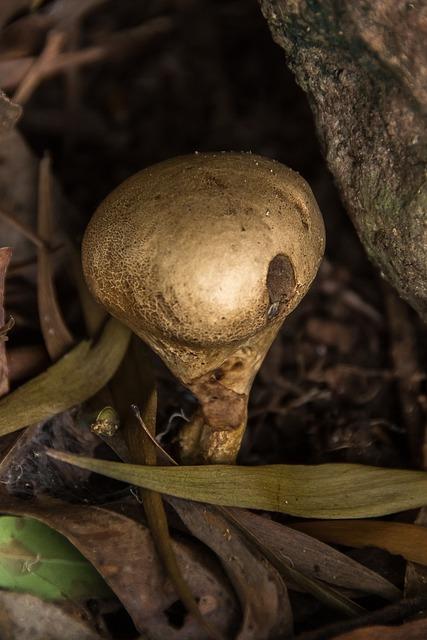 Houbový krém s křupavou cibulkou