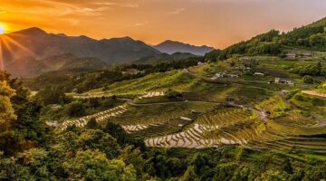 Rýžová pilaf s kuřecím masem