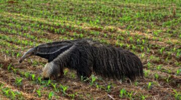 Brazilské kuřecí Bobó de camarão