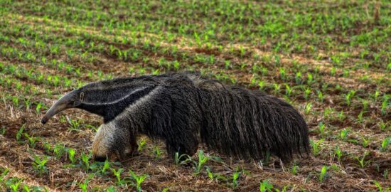 Brazilské kuřecí Bobó de camarão