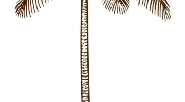 Kokosová těstovina s cizrna