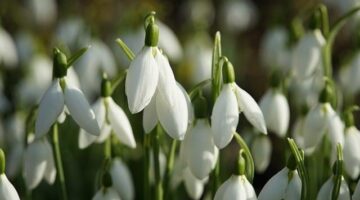 Jemná kuřecí korma