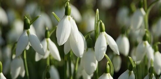 Jemná kuřecí korma