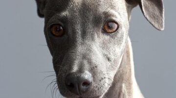 Italský domácí těstovinový salát