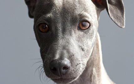 Italský domácí těstovinový salát