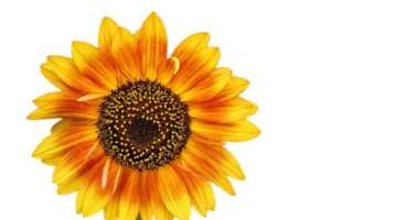 Plněné papriky s quinoou