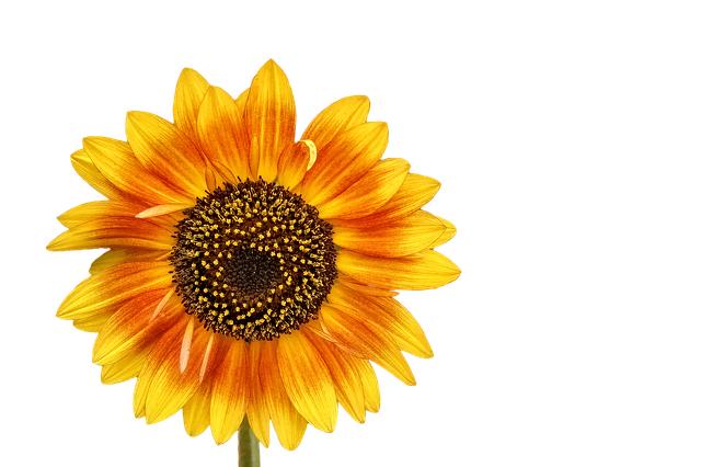 Plněné papriky s quinoou