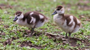Kushari – egyptská směs rýže