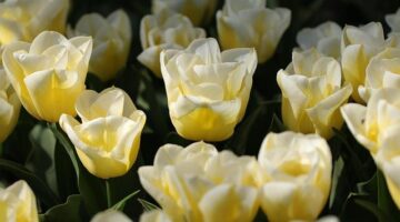 Květákové „křupavé křupky