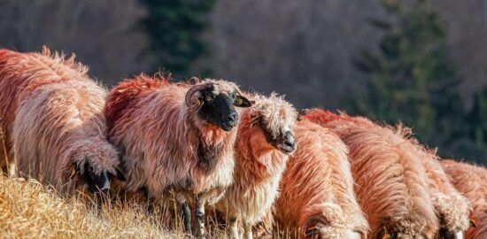 Jehněčí rýžová palačinka plněná oříšky
