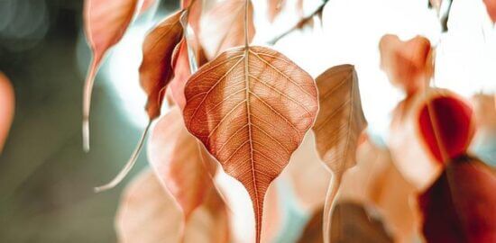 Pho bo (vietnamská nudlová polévka s hovězím masem)