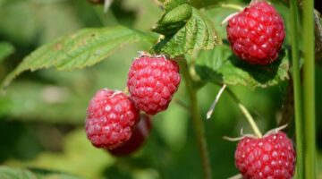 Lahodná haríra polévka z Maroka