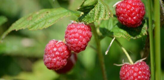 Lahodná haríra polévka z Maroka