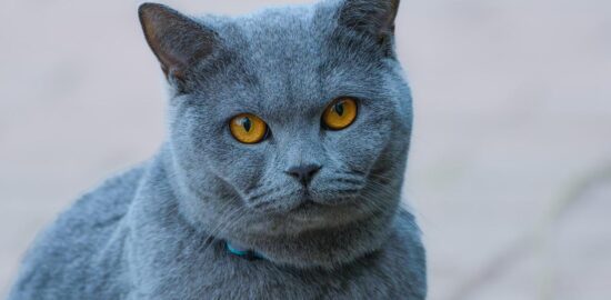 Domácí hranolky s lososem