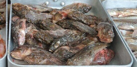 Bouillabaisse na provensálský způsob