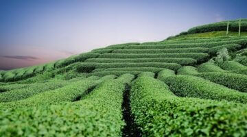 Bún chả – vietnamské nudle s vepřovým masem