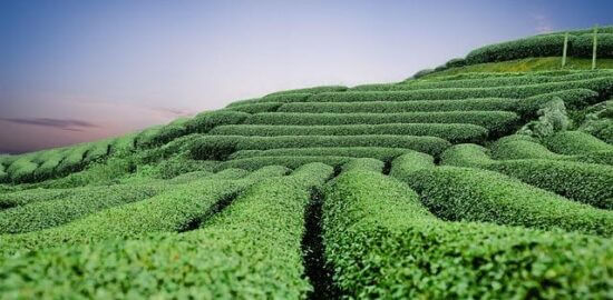 Bún chả – vietnamské nudle s vepřovým masem