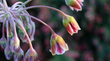 Cannoli siciliani plněné ricottou a kandovaným ovocem