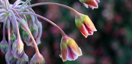 Cannoli siciliani plněné ricottou a kandovaným ovocem