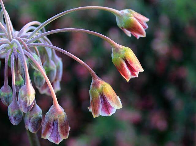 Cannoli siciliani plněné ricottou a kandovaným ovocem