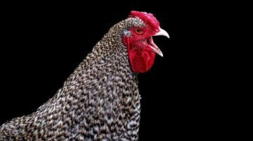 Kuře na vinešové omáčce