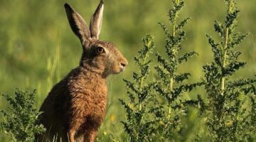 Rychlý vegetariánský curry s jáhly