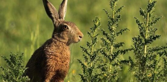 Rychlý vegetariánský curry s jáhly