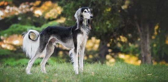 Perský kukuřičný dort